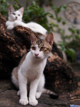 户外玩耍的猫咪小猫橘猫斑纹猫
