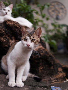 户外玩耍的猫咪小猫橘猫斑纹猫