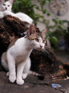户外玩耍的猫咪小猫橘猫斑纹猫