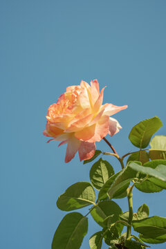 月季花开