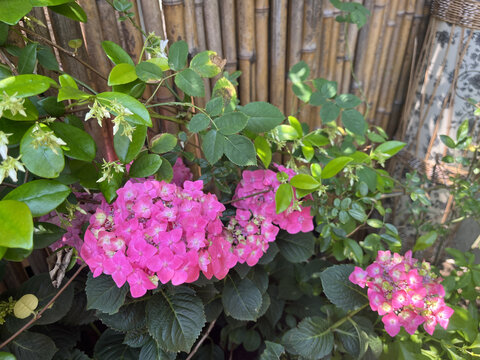 篱笆花卉横图