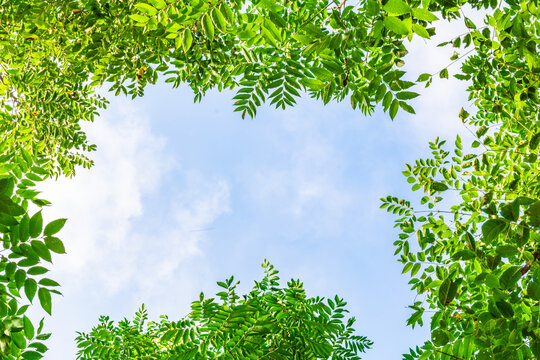 仰拍天空清新绿树枝