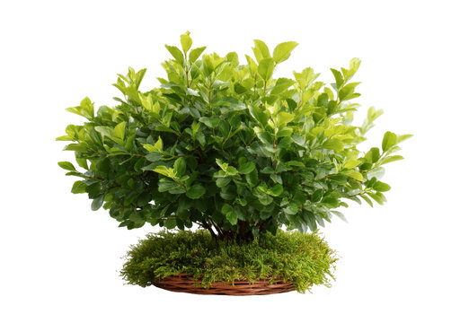 [免抠素材]盆栽植物白色背景上的精致小盆栽