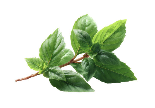 [免抠素材]新鲜薄荷叶特写