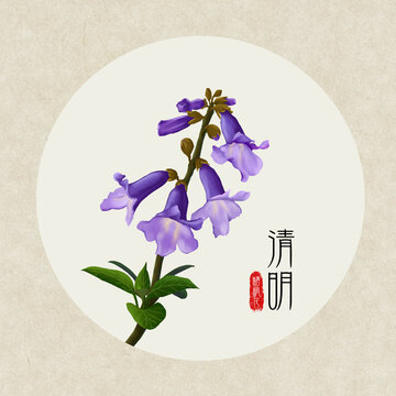 24节气之清明梧桐花
