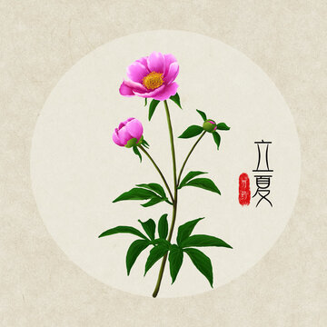 24节气之立夏芍药
