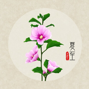 24节气之夏至木槿花