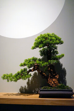 盆景摆件