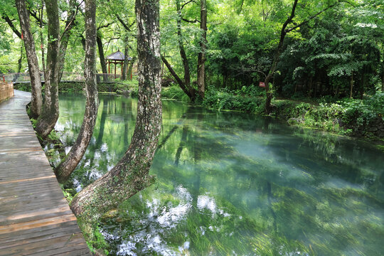 林间幽径与澄澈溪流之景