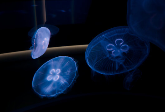 水族馆里的水母