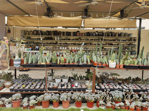 多肉植物养殖