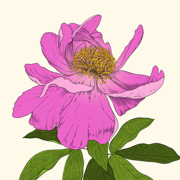 手绘花朵