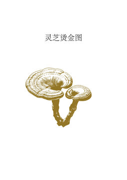 灵芝烫金版