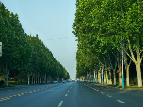 林荫大道绿意盎然的道路