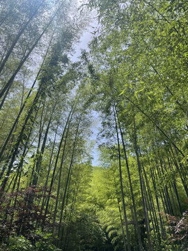 南山竹海