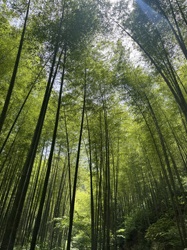 南山竹海的竹林