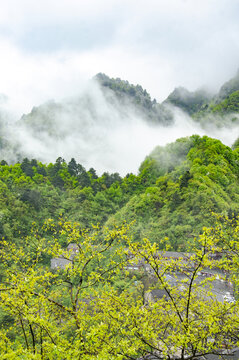 武当山旅游区云雾缭绕的山林村落景致