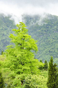 武当山旅游区青山间的翠绿挺拔树木