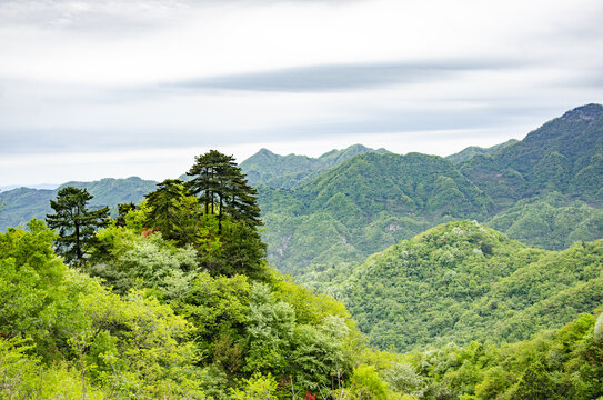 武当山青山翠岭间的绿意风光