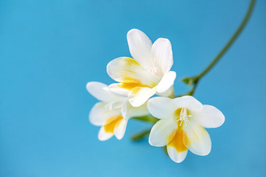 香雪兰花