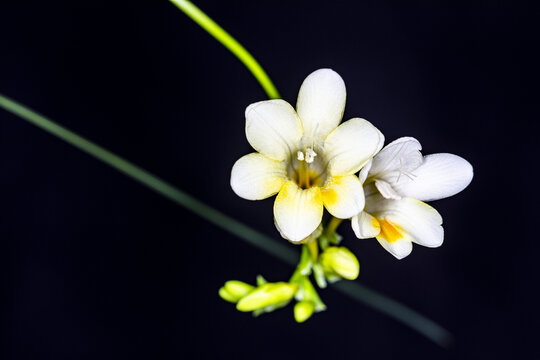 香雪兰花