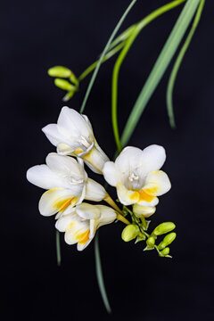 香雪兰花
