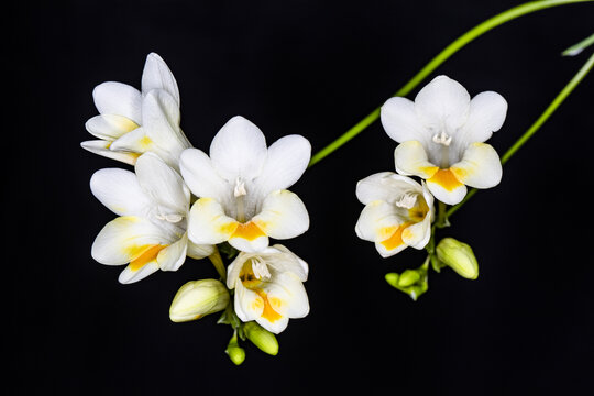 香雪兰花