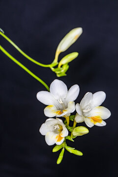 香雪兰花