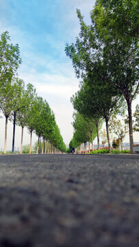 林荫小路