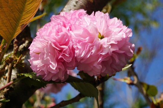 重瓣樱花