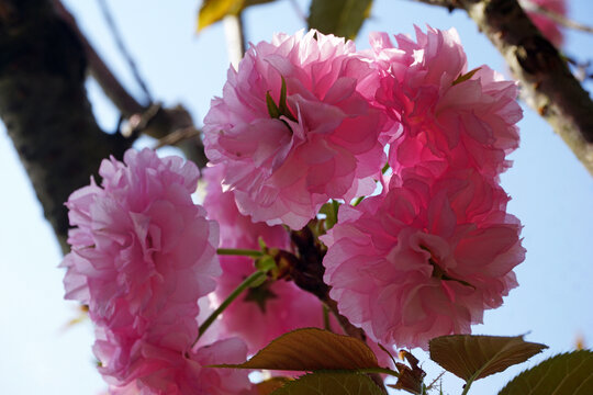 樱花