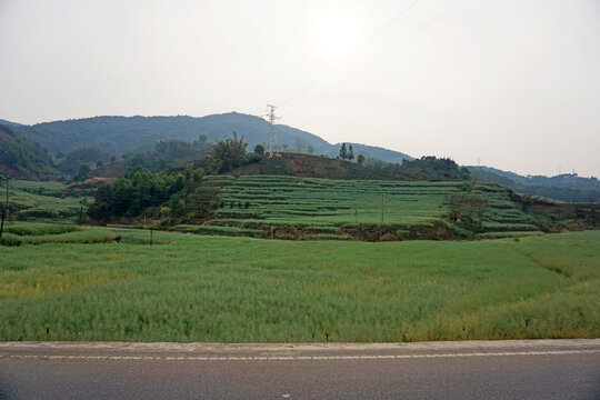 滇南梯田风光