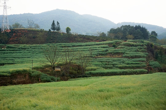 滇南梯田风光