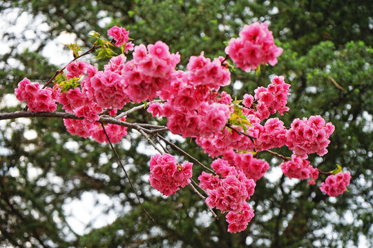 大理樱花
