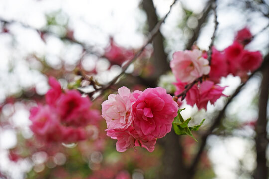 大理樱花