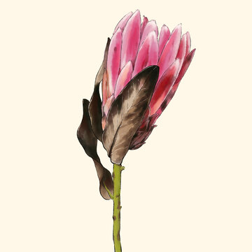 帝王花