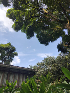 公园里的植被树木