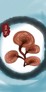 灵芝