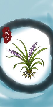 麦冬