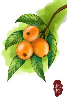 枇杷