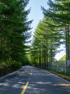 林间公路的清新风光