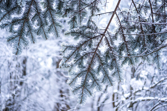 冬天覆雪的松树枝条特写