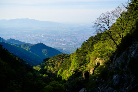 山东泰山