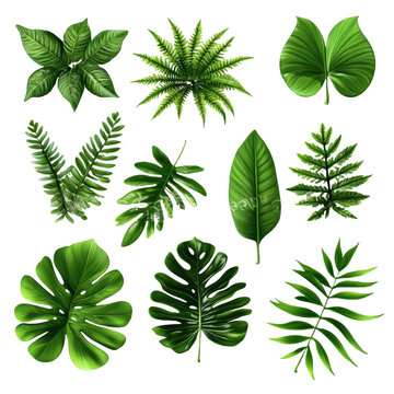 [免抠素材]各种热带植物叶子设计合集