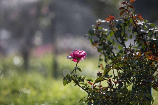月季花
