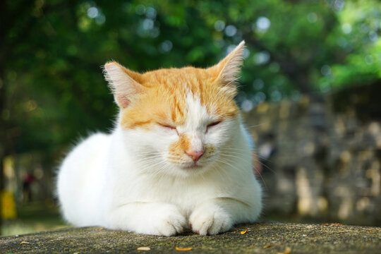 猫咪
