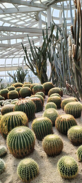 多肉植物园