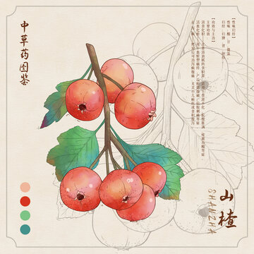 山楂草药图鉴插画