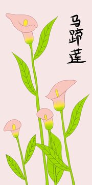 马蹄莲