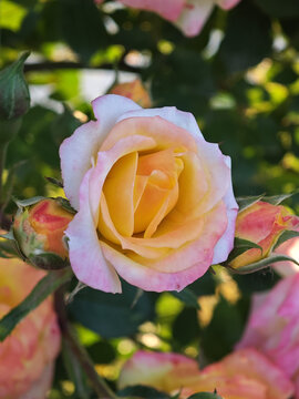 蔷薇花月季花